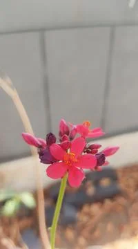 Blooming small flower Stock Photos