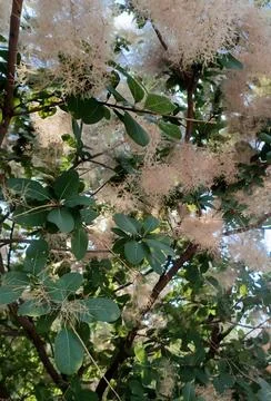 Blooming smoke tree branches with fluffy white flowers and green foliage Stock Photos