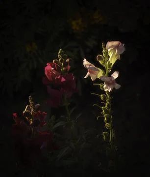 Blooming snapdragon in the backlight Stock Photos