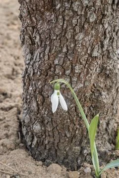Blooming snowdrop closeup Stock Photos