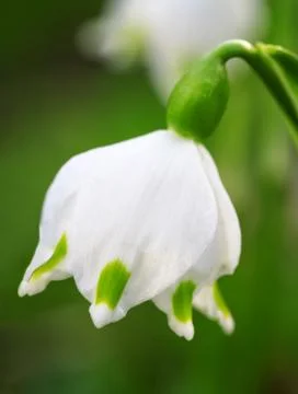 Blooming snowdrop closeup.  small depth of field (dof) Stock Photos