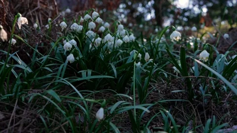 Blooming snowdrop flowers in spring. Calm atmosphere, gentle petals Stock Footage 331983420