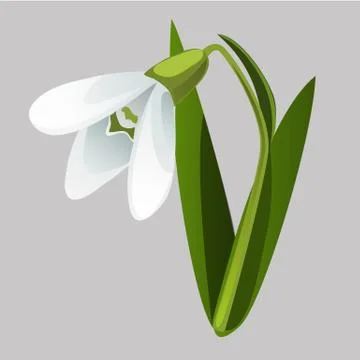Blooming snowdrop isolated on grey background. Vector cartoon close-up Stock Illustration