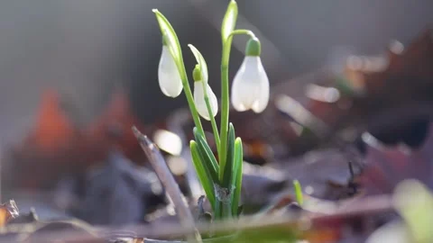 Blooming Snowdrop in a meadow close-up Stock Footage 304677415