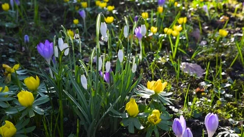 Blooming snowdrops, crocuses and winter aconite flowers in soft spring sunlight Stockbeeldmateriaal 303605232