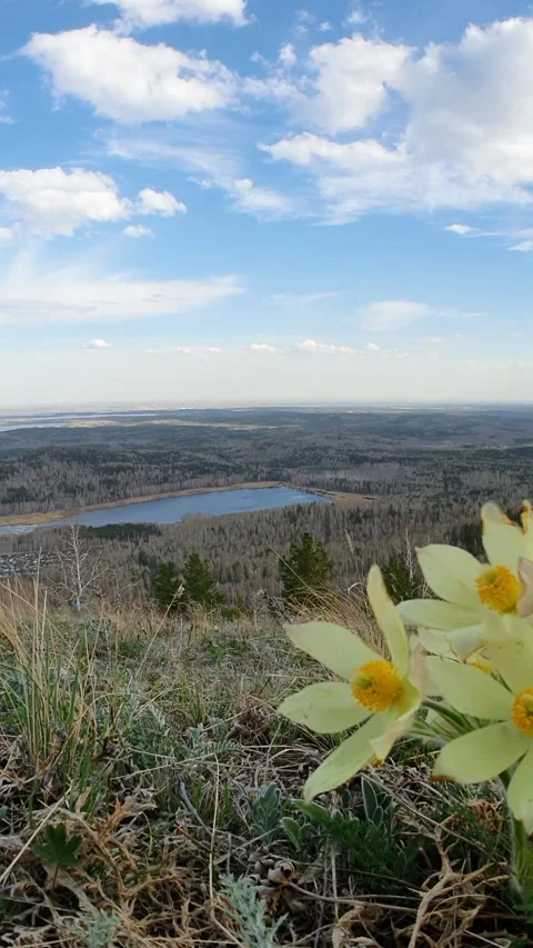 Blooming snowdrops on a mountainside Stock Footage 158963872