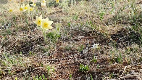 Blooming snowdrops on a mountainside Stock Footage 158963886