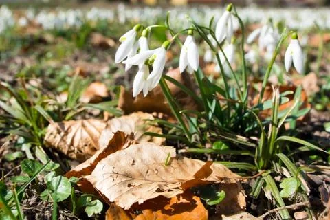 Blooming snowdrops Stock-Fotos