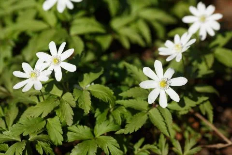 Blooming snowdrops Stock-Fotos
