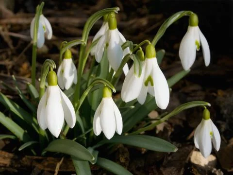 Blooming snowdrops Stock Photos