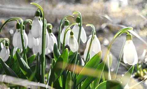 Blooming snowdrops Stock Photos