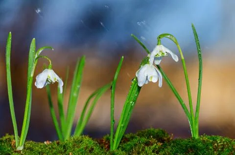 Blooming snowdrops in the rain. Selective focus Stockfoto's