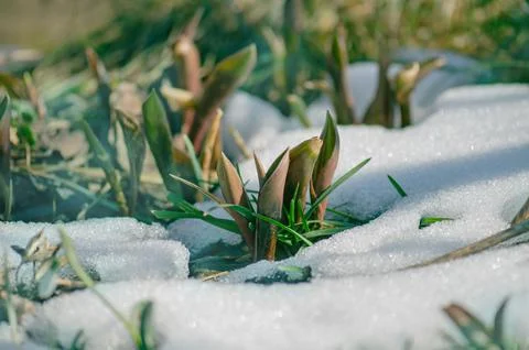Blooming snowdrops symbolizing the arrival of spring. Snowdrops the first s.. Fotos Stock