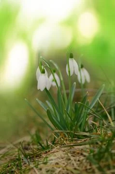 Blooming snowdrops symbolizing the arrival of spring. Snowdrops the first s.. Fotos de archivo