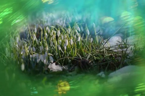 Blooming snowdrops symbolizing the arrival of spring. Snowdrops the first s.. Stock Photos