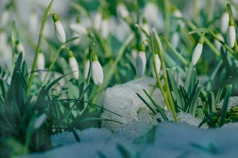 Blooming snowdrops symbolizing the arrival of spring. Snowdrops the first s.. 스톡 사진