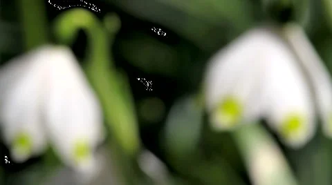 Blooming Snowflake Stock Footage