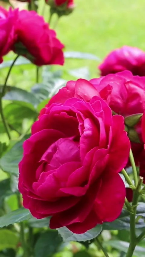Blooming soft rose swaying gently in summer breeze. A tranquil garden moment Stock Footage 313995054