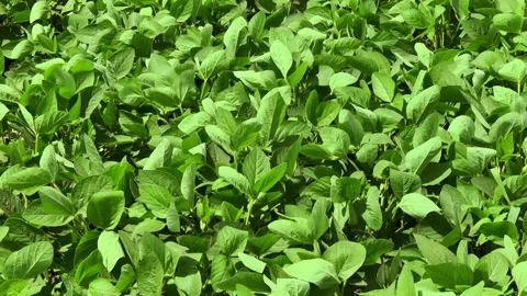 Blooming soybeans in the field in spring Stock Footage 146323919