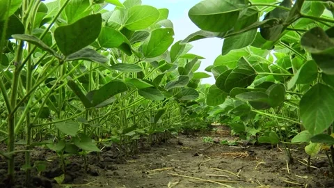 Blooming soybeans in the field in spring Stock Footage 146323921