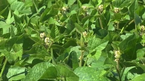 Blooming soybeans in the field in spring Stock Footage 146323922