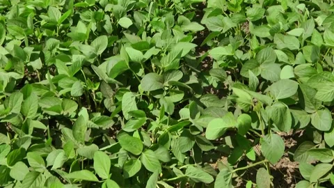 Blooming soybeans in the field in spring Stock Footage 146323923