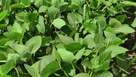 Blooming soybeans in the field in spring Stock Footage 146323956