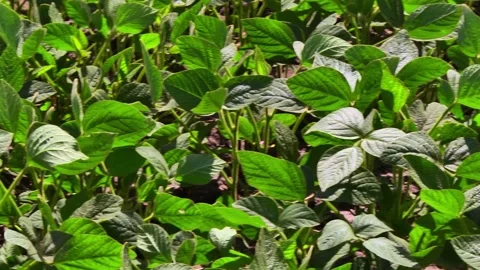 Blooming soybeans in the field in spring Stock-Footage 146323965