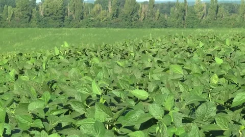 Blooming soybeans in the field in spring Stock Footage 146323966