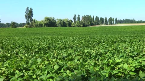 Blooming soybeans in the field in spring Stock Footage 146323967