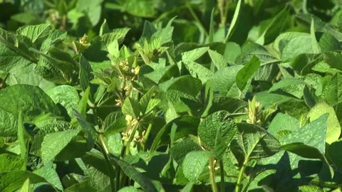 Blooming soybeans in the field in spring Stock Footage 146323971