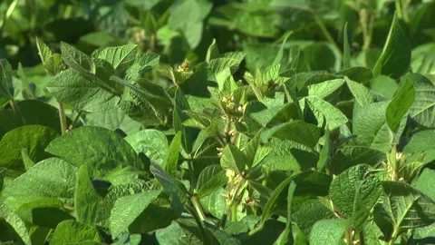 Blooming soybeans in the field in spring Stock Footage 146323982