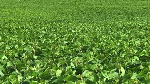 Blooming soybeans in the field in spring Stock Footage 146323999