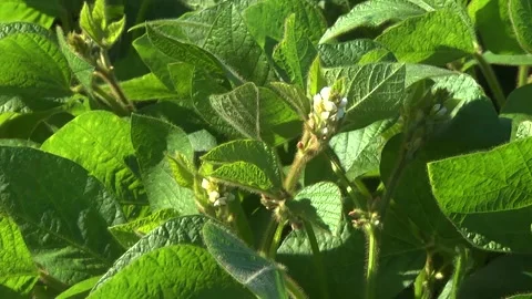 Blooming soybeans in the field in spring Stock Footage 146324002