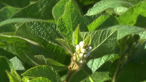 Blooming soybeans in the field in spring Stock Footage 146324003