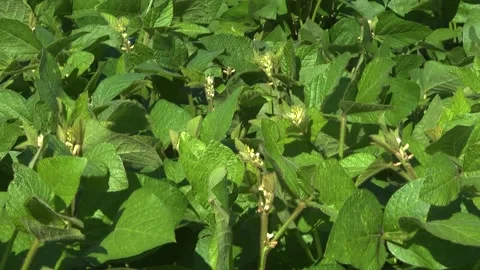Blooming soybeans in the field in spring Stock Footage 146324011
