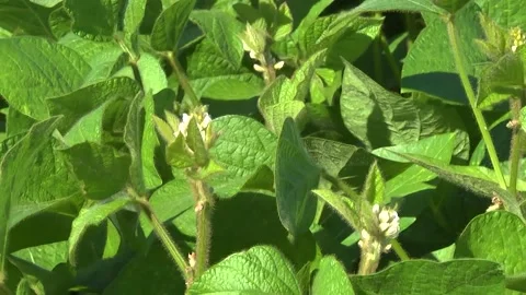 Blooming soybeans in the field in spring Stock-Footage 146324013