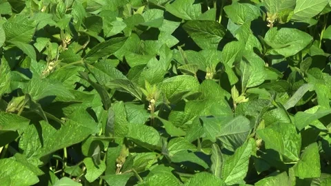Blooming soybeans in the field in spring Stock Footage 146324037