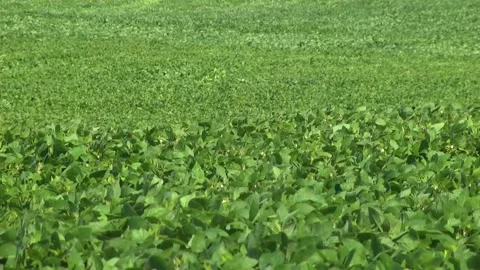 Blooming soybeans in the field in spring Stock Footage 146324045