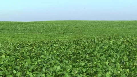 Blooming soybeans in the field in spring Stock Footage 146324050