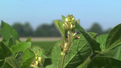 Blooming soybeans in the field in spring Stock Footage 146324066