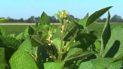 Blooming soybeans in the field in spring Stock Footage 146324067