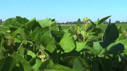 Blooming soybeans in the field in spring Stock Footage 146324083