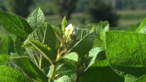 Blooming soybeans in the field in spring Stock Footage 146324103