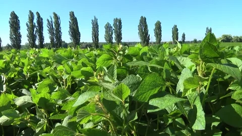 Blooming soybeans in the field in spring Stock-Footage 146324104