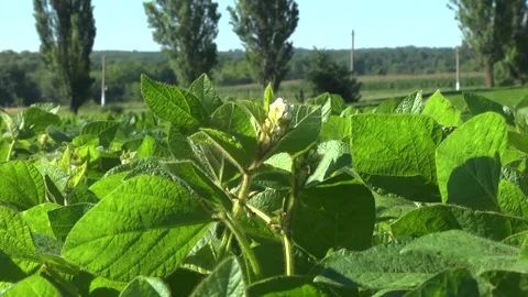 Blooming soybeans in the field in spring Stock Footage 146324111