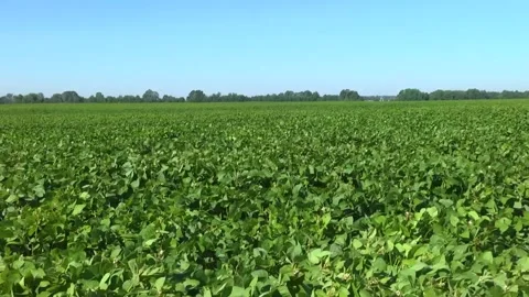 Blooming soybeans in the field in spring Stock Footage 146324113