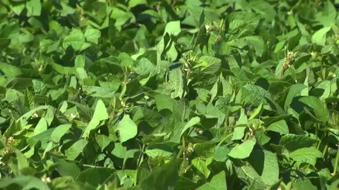 Blooming soybeans in the field in spring Stock Footage 146324122