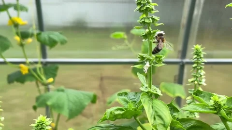 Blooming spinach in the garden Stock Footage 211321881