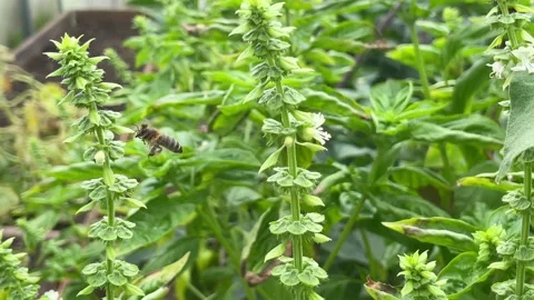 Blooming spinach in the garden, pollination Stock Footage 211320028